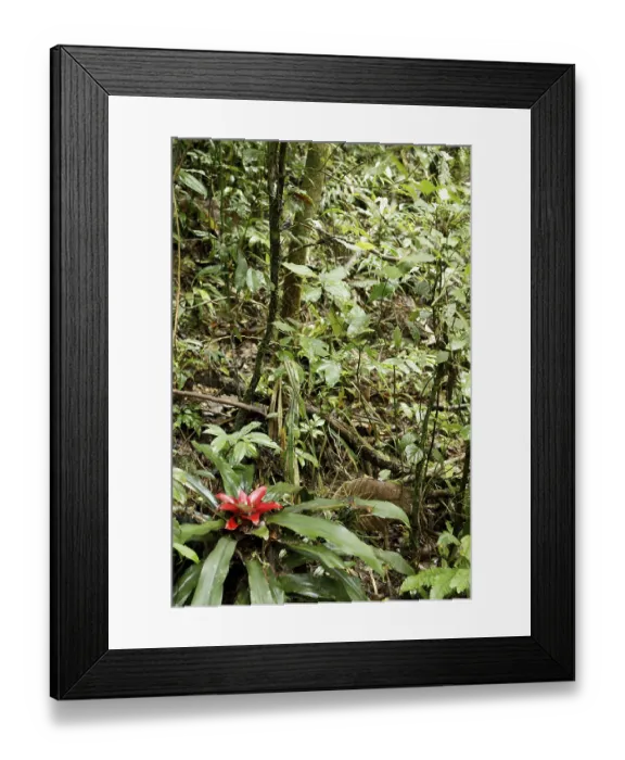 Framed Print : Plant, Bromelia, Serra do Mar State park