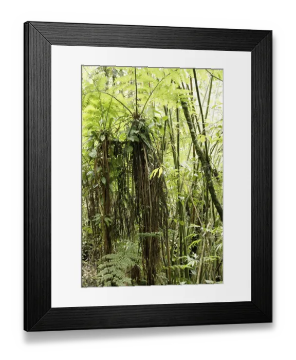 Framed Print : Forest, Nature, Serra do Mar State park Framed Print : Forest, Nature, Serra do Mar State park