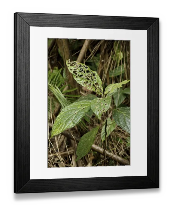 Framed Print : Forest, Nature, Serra do Mar State park Framed Print : Forest, Nature, Serra do Mar State park