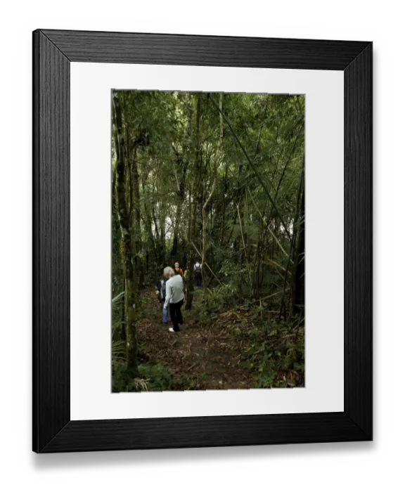 Framed Print : Forest, Nature, Serra do Mar State park