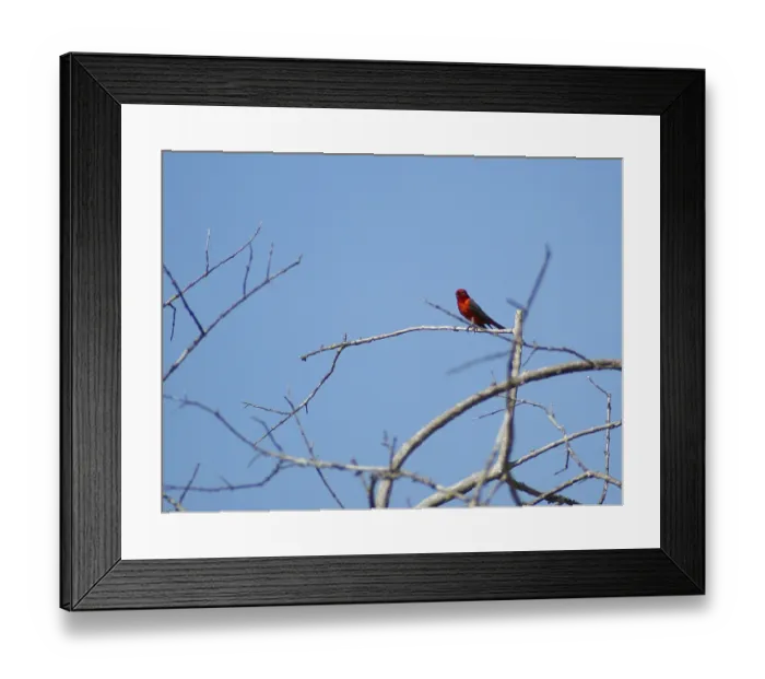 Framed Print : Principe, Verao, Vermilion Flycatcher