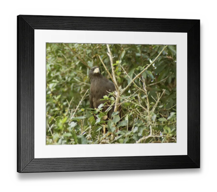 Framed Print : Black hawk, Great Black Hawk, Buteogallus urubitinga