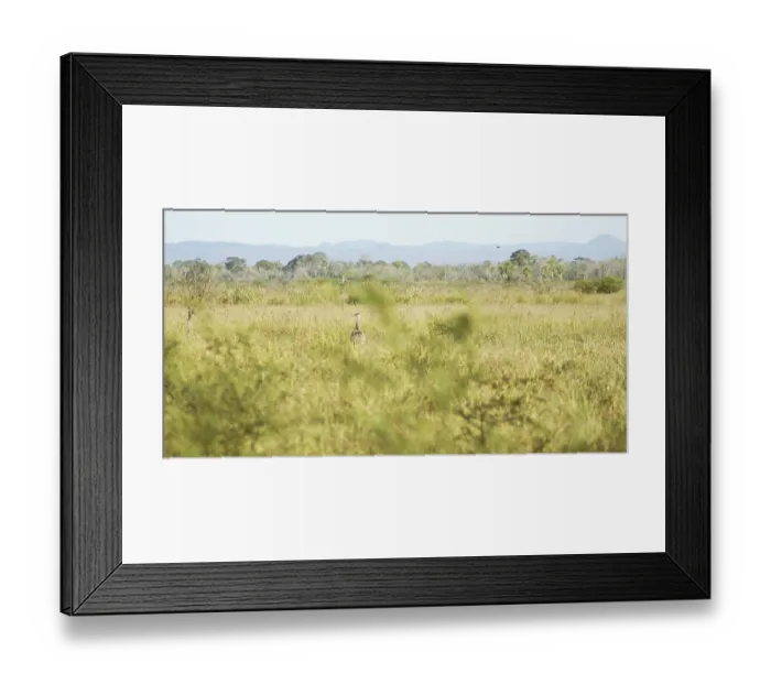 Framed Print : Emu, Rhea americana, Rheidae, Pantanal