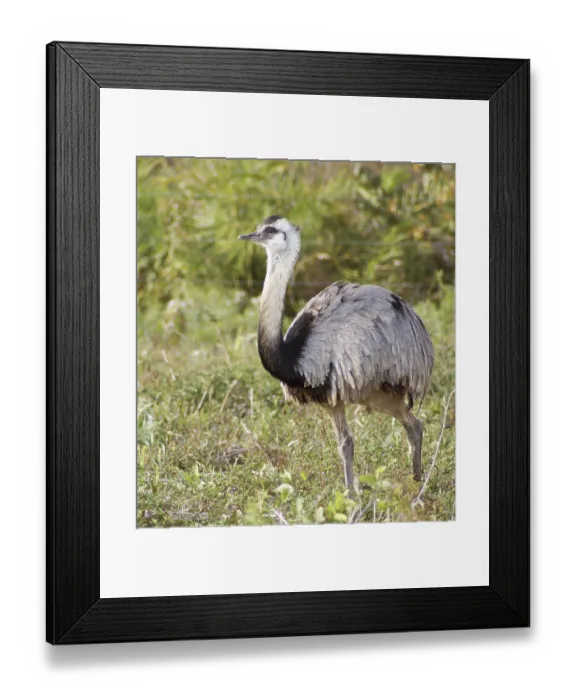 Framed Print : Emu, Pantanal, Mato Grosso do Sul, Brazil