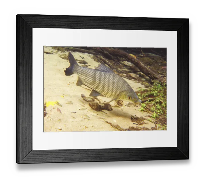Framed Print : Pisces, Curimbata, Prochilodus lineatus