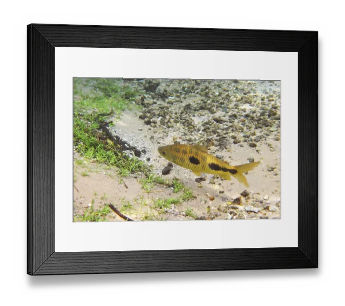 Framed Print : Fish, Piau, Leporinus friderichi