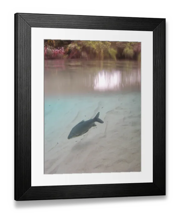 Framed Print : Pisces, Curimbata, Prochilodus lineatus
