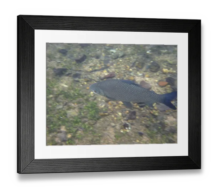 Framed Print : Pisces, Curimbata, Prochilodus lineatus Framed Print : Pisces, Curimbata, Prochilodus lineatus