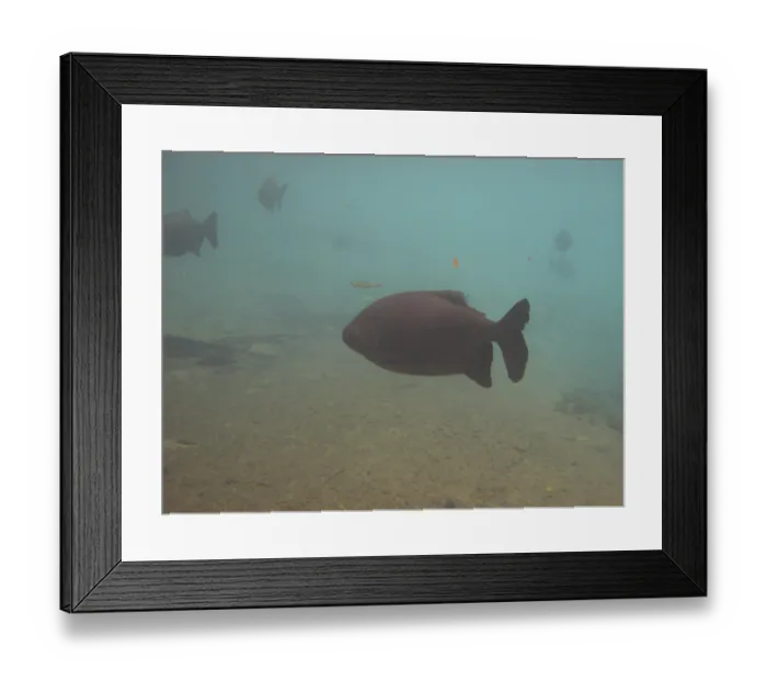 Framed Print : Fish, Pacu, Piaractus mesopotamicus