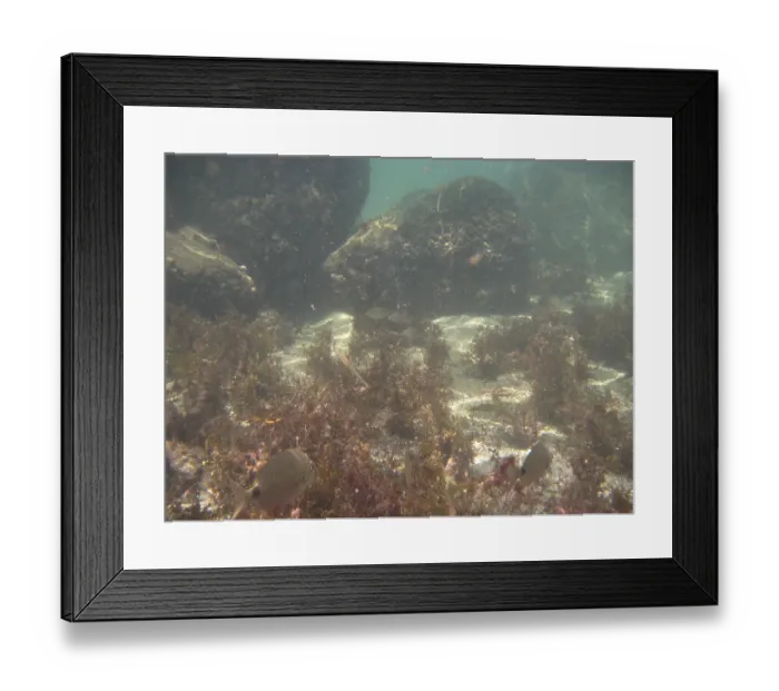 Framed Print : Underwater pictures, Pisces, Ilha Grande
