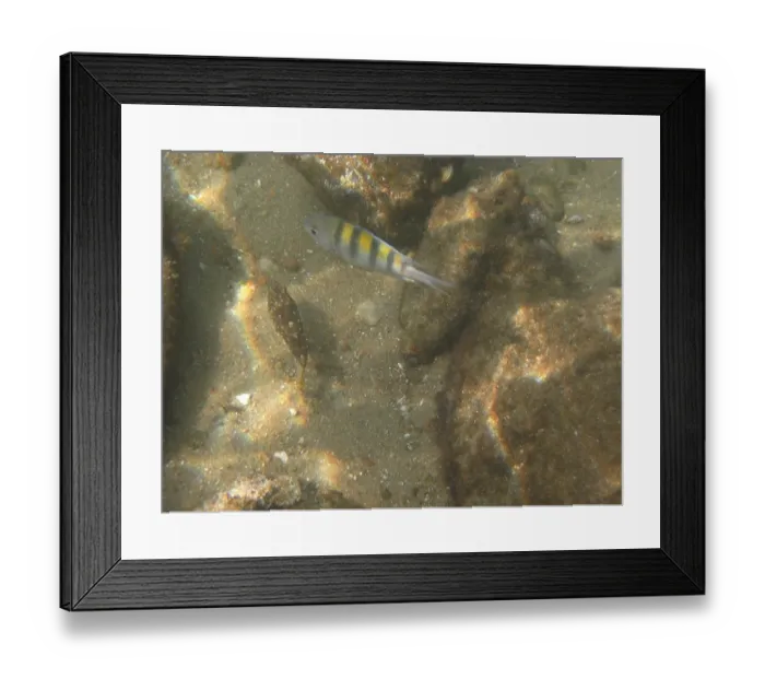 Framed Print : Underwater pictures, Pisces, Ilha Grande