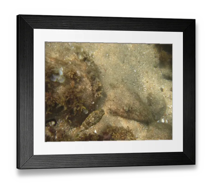 Framed Print : Underwater pictures, Pisces, Ilha Grande Framed Print : Underwater pictures, Pisces, Ilha Grande