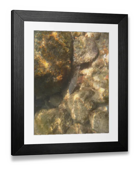 Framed Print : Underwater pictures, Pisces, Ilha Grande