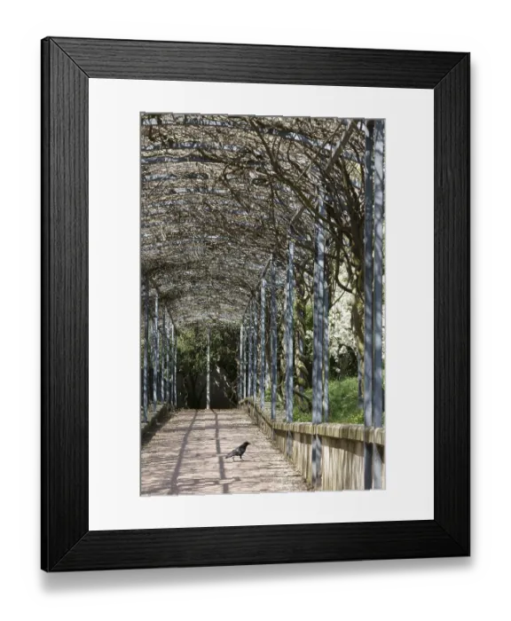Framed Print : Park, Crow, Parc des Glacieres