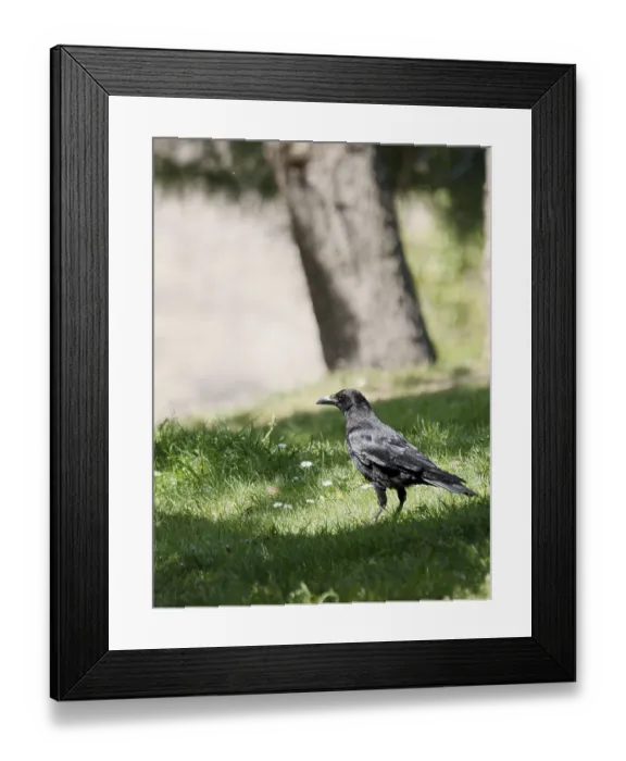 Framed Print : Park, Crow, Parc des Glacieres