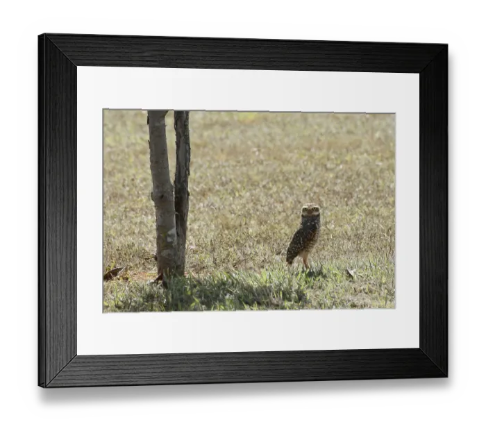 Framed Print : Owl, Athene cunicularia, Cheveche