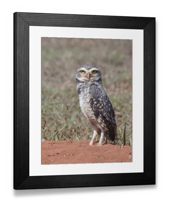 Framed Print : Owl, Athene cunicularia, Cheveche Framed Print : Owl, Athene cunicularia, Cheveche