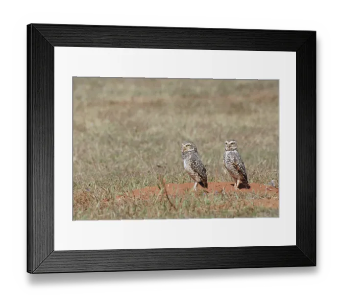 Framed Print : Owl, Athene cunicularia, Cheveche