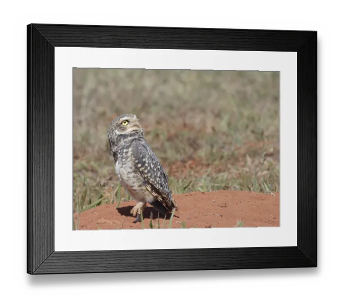 Framed Print : Owl, Athene cunicularia, Cheveche Framed Print : Owl, Athene cunicularia, Cheveche