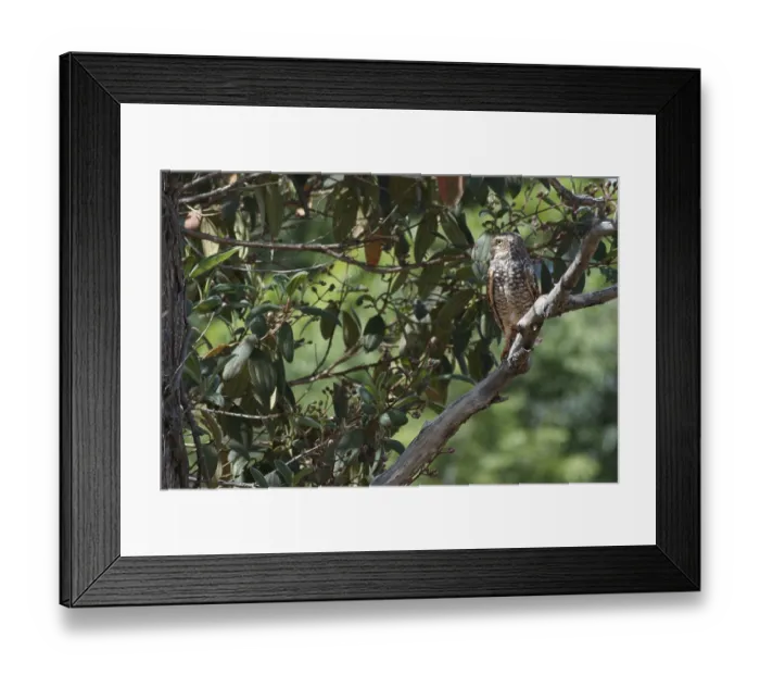 Framed Print : Owl, Athene cunicularia, Cheveche