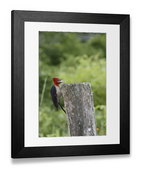 Framed Print : Bird, Prick-wood-king, Ilha do Mel