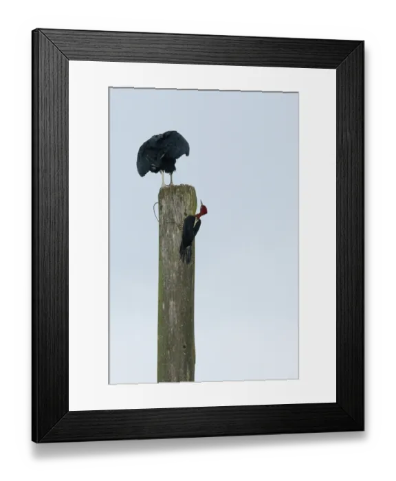 Framed Print : Birds, Prick-wood-king, vulture-head-black