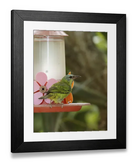 Framed Print : Bird, Sai-azul, sai-bicudo