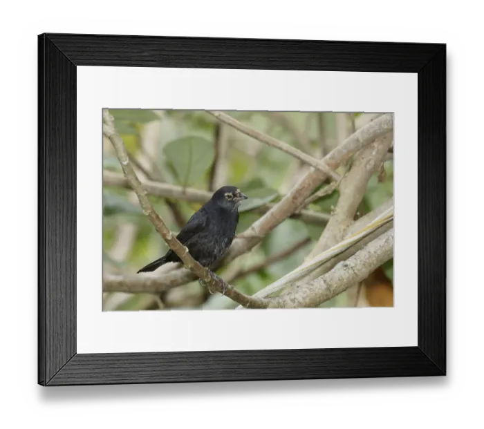 Framed Print : Bird, blackbird, Chupim, maria-black