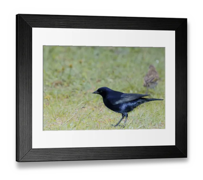 Framed Print : Bird, blackbird, Chupim, maria-black Framed Print : Bird, blackbird, Chupim, maria-black