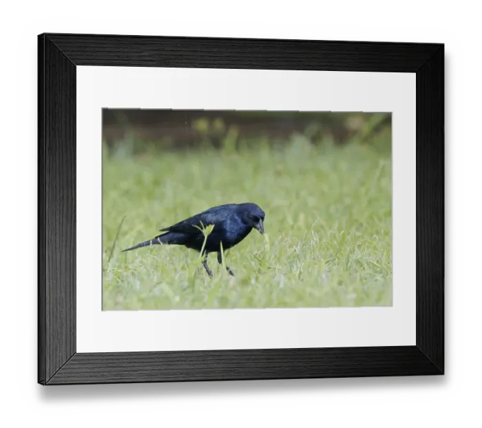 Framed Print : Bird, blackbird, Chupim, maria-black
