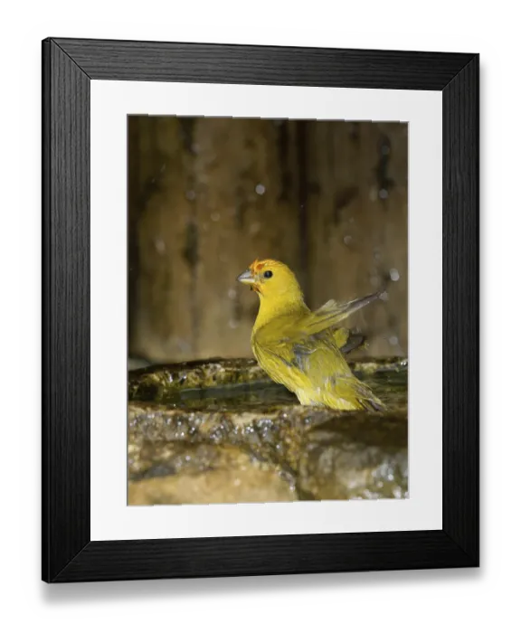 Framed Print : Bird, canario-da-terra, Ilha do Mel Framed Print : Bird, canario-da-terra, Ilha do Mel