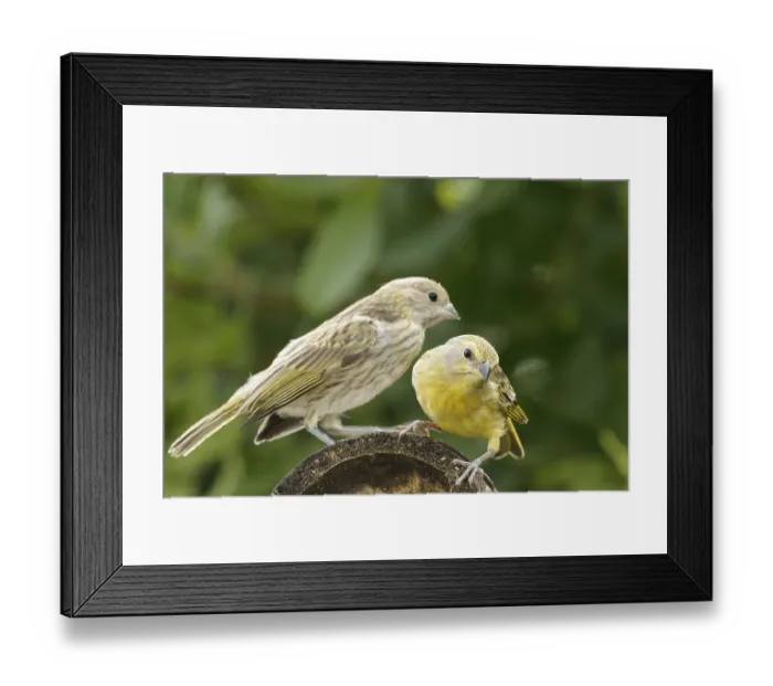 Framed Print : Bird, canario-da-terra, Ilha do Mel