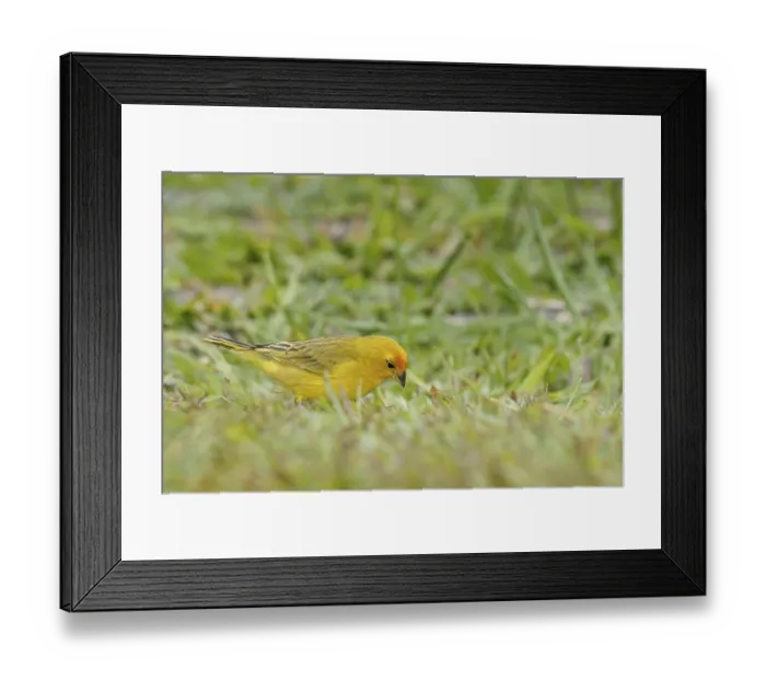 Framed Print : Bird, canario-da-terra, Ilha do Mel