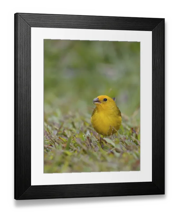Framed Print : Bird, canario-da-terra, Ilha do Mel Framed Print : Bird, canario-da-terra, Ilha do Mel