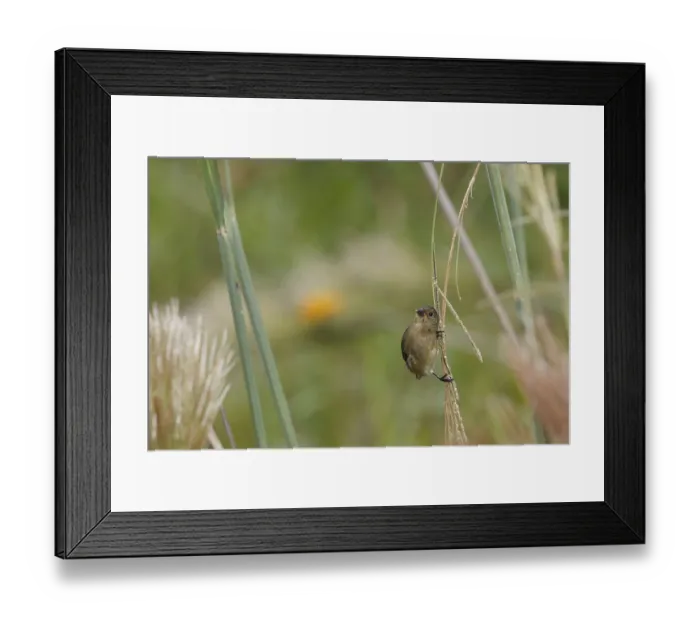 Framed Print : Bird, Coleirinho, Ilha do Mel, Encantadas Framed Print : Bird, Coleirinho, Ilha do Mel, Encantadas