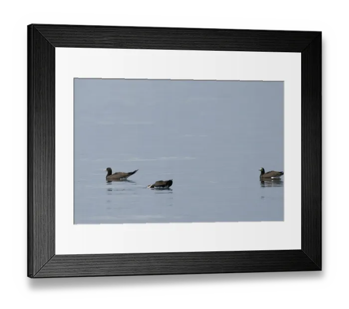Framed Print : Bird, Alcatraz-pardo, Ilha do Mel