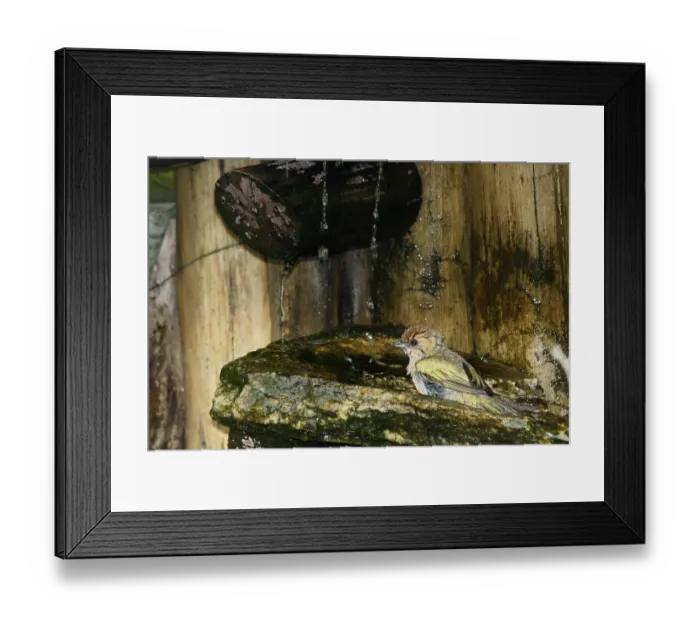 Framed Print : Bird, Saira-sapucaia, Ilha do Mel