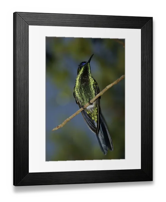 Framed Print : Bird, Beija-flor-de-fronte-violeta
