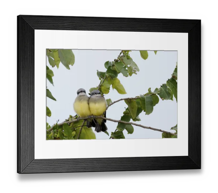 Framed Print : Bird, Suiriri, Ilha do Mel, Encantadas