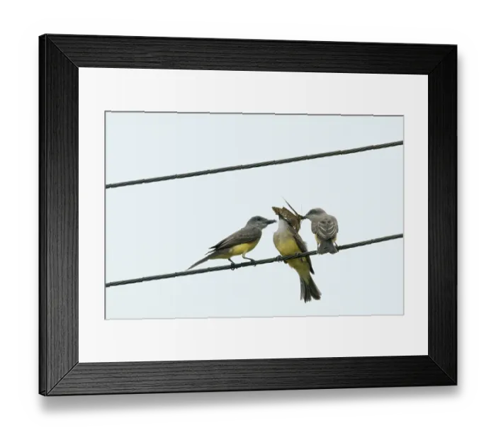 Framed Print : Bird, Suiriri, Ilha do Mel, Encantadas