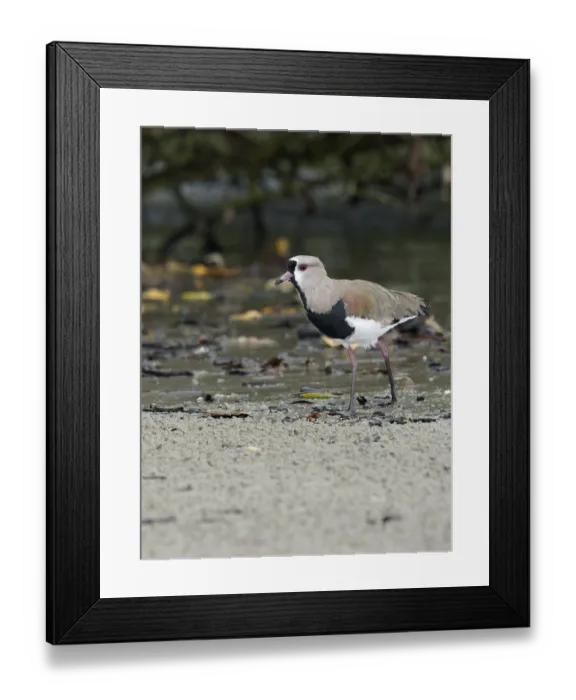 Framed Print : Bird, Quero-quero, Ilha do Mel