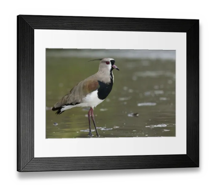 Framed Print : Bird, Quero-quero, Ilha do Mel