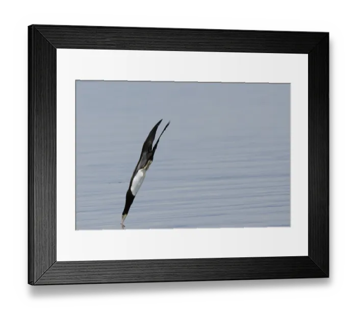 Framed Print : Bird, Alcatraz-pardo, Ilha do Mel