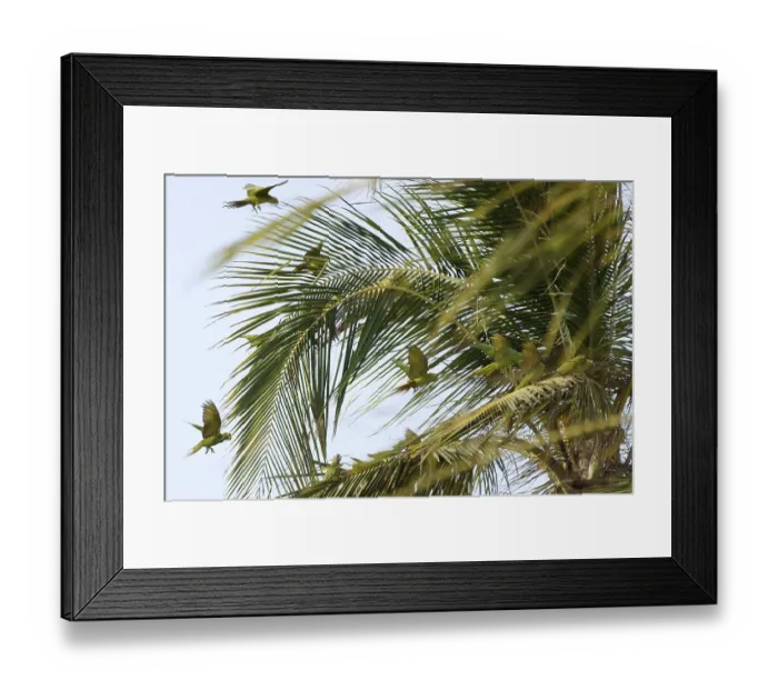 Framed Print : Birds, Aratinga-forehead-blue, Atins
