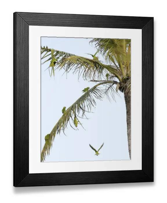 Framed Print : Birds, Aratinga-forehead-blue, Atins Framed Print : Birds, Aratinga-forehead-blue, Atins