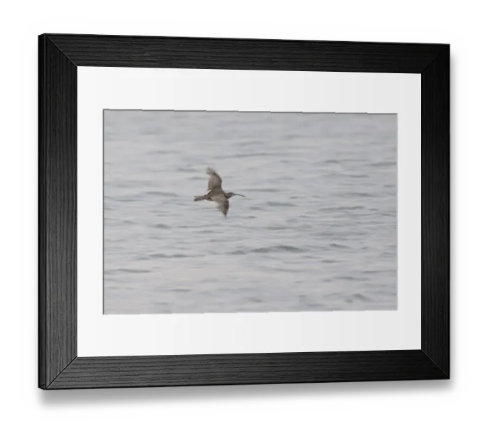 Framed Print : Bird, Blowpipe-Galician, Lencois