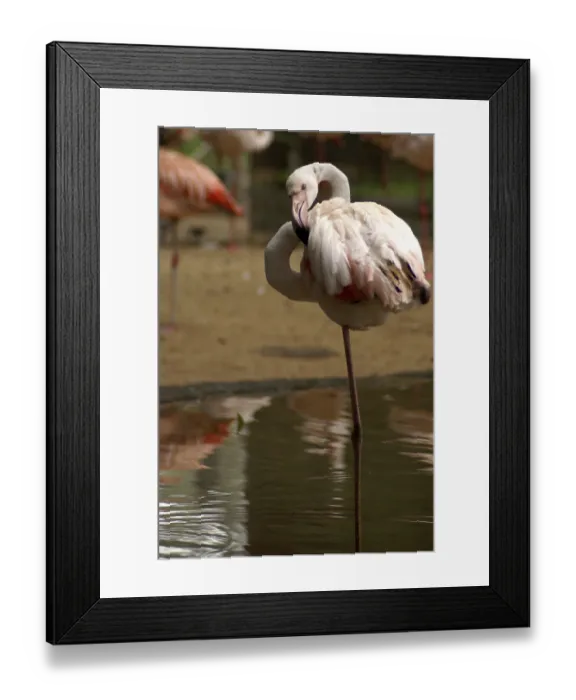 Framed Print : Bird, Flamingo, OiseauxFoz, Foz Iguacu