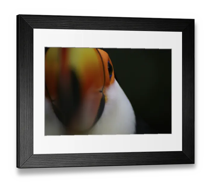 Framed Print : Bird, Toucan-stub, OiseauxFoz, Foz Iguacu Framed Print : Bird, Toucan-stub, OiseauxFoz, Foz Iguacu