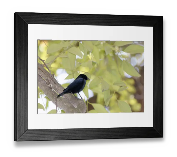 Framed Print : Animal, Bird, Chupim, (Molothrus bonariensis)