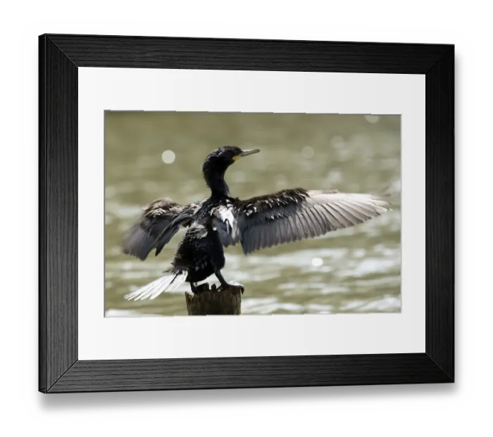 Framed Print : Animal, Bird, Bigua, (Phalacrocorax brasilianus)